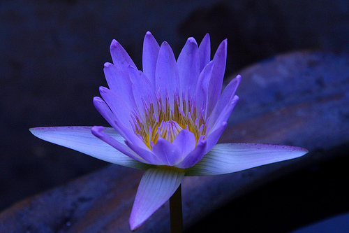 lotus
